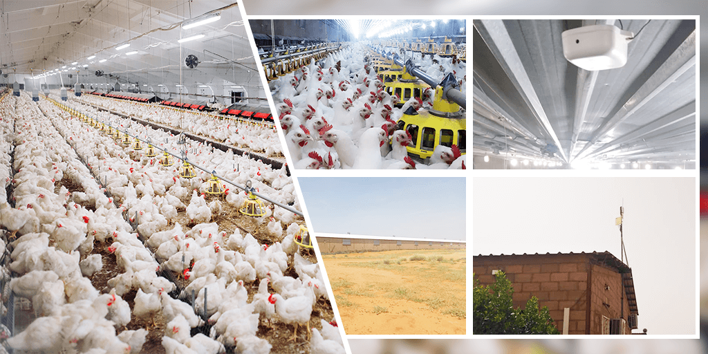 Smart Poultry Industry | Success Stories | Milesight IoT extra image