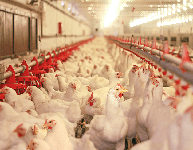 Smart Poultry Industry | Success Stories | Milesight IoT